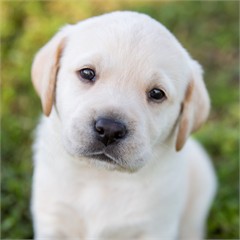 Di J. Clapp headshot